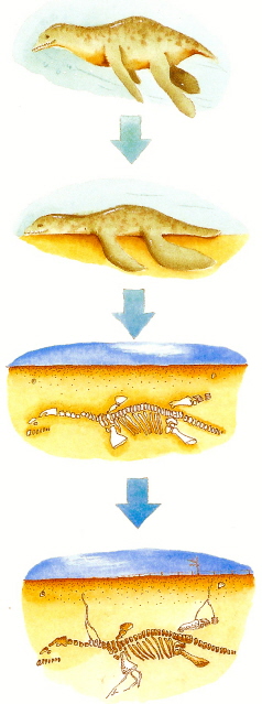 process_of_opalisation_pliosaur.jpg