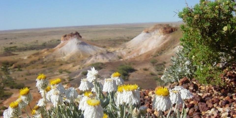 Wild-flowers-Coober-Pedy